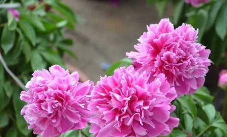 唐代已是皇宫中珍贵的花卉,在骊山专门开辟了牡丹园.